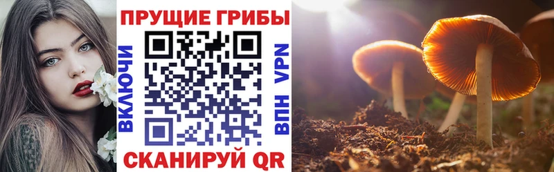 где купить   Ульяновск  Псилоцибиновые грибы Psilocybe 